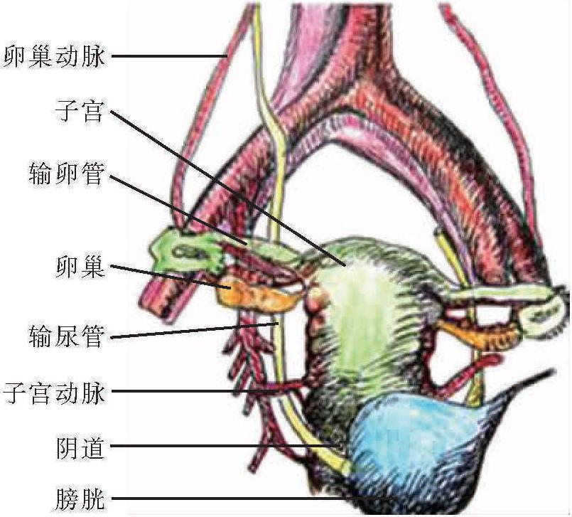 第三節(jié) 輸尿管